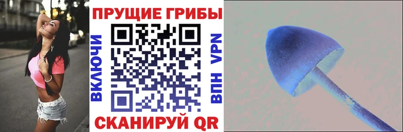 наркошоп  Нелидово  Галлюциногенные грибы Psilocybe 